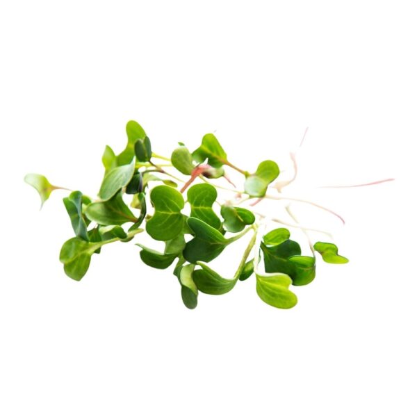 Micro greens (Kijani Kibichi) - 1 Bunch