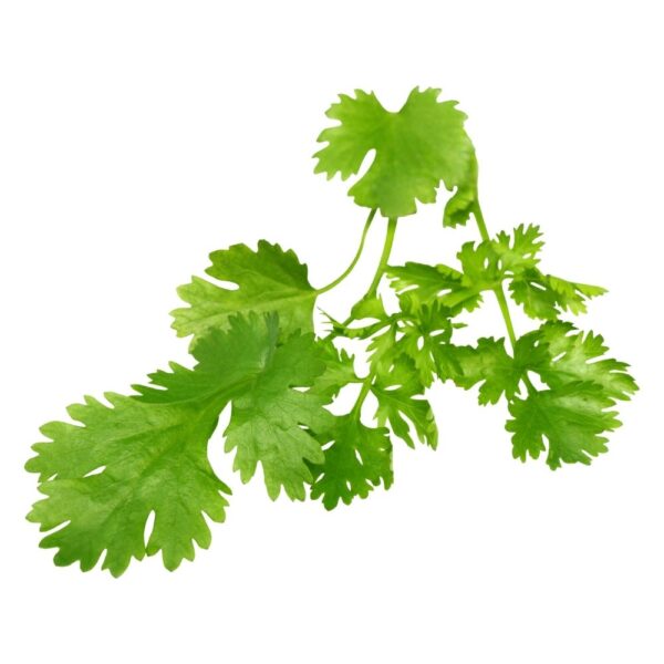 Coriander - 1 Bunch