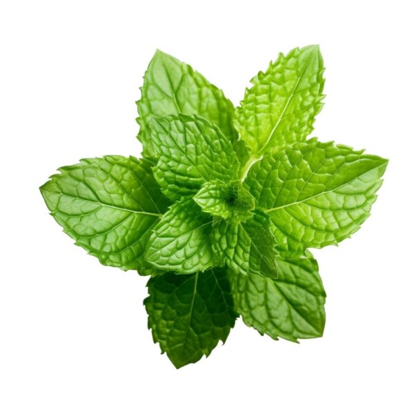 Mint leaves (Majani Ya Mint) - 1 Bunch